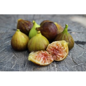 Figovník jedlý (Ficus Carica) ´MADELEINE DES DEUX SAISONS®´ - výška 120-150 cm, kont. C10L (-15°C)